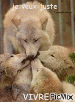 moi le loup - Ingyenes animált GIF