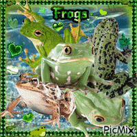 Frogs Appreciation