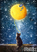 gato cosmos - GIF animé gratuit