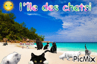 L'île des chats! - Animovaný GIF zadarmo
