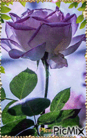rose анимиран GIF