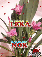 LEKA NOK - GIF animate gratis