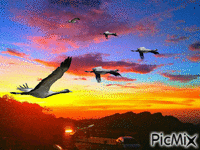 bird - Zdarma animovaný GIF