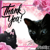 pink with cats thank you - Бесплатный анимированный гифка