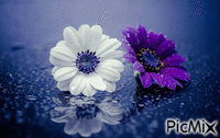 Las flores mojadas - Ingyenes animált GIF