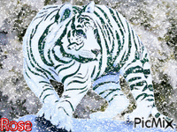 Tigre - Gratis animerad GIF