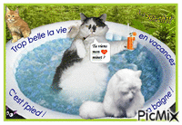 spa chat 2 - Free animated GIF