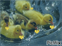 bébés canards animovaný GIF