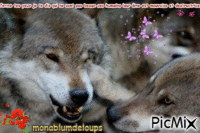 loups 2 animuotas GIF