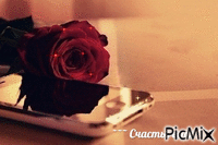 Роза с телефоном - GIF animasi gratis