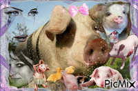 passion cochon animovaný GIF