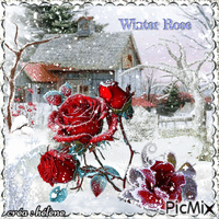 Rose d'hiver