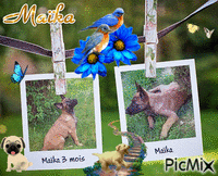 Maïka - Δωρεάν κινούμενο GIF
