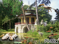les pelicans animovaný GIF