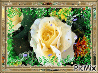 rosa briçhante animovaný GIF