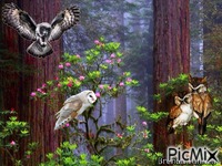 owl animált GIF