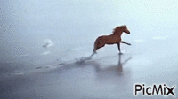 cavalo - GIF animé gratuit