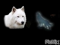 une vie de loup - GIF animé gratuit