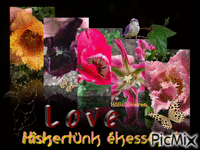 Tulipánjaim. Az én kis kertem szépségei. - GIF animate gratis