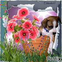 pes v květináči анимированный гифка