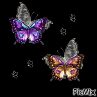 papillon - Ingyenes animált GIF