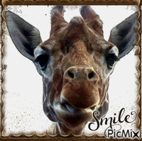 giraffe GIF animado