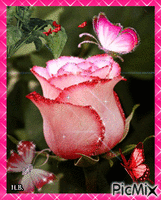 Pink Rose! GIF animado