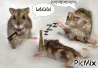 hamster saoul - GIF animado grátis