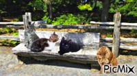 banc-chats - Gratis geanimeerde GIF