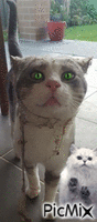 gato - 無料のアニメーション GIF