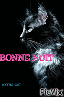 gatto notte - GIF animado gratis