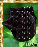 růže - GIF animado gratis