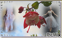 Fleur du fuschia - GIF animé gratuit