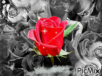 Rose.   🙂🌹.. анимиран GIF