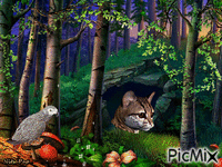 Wildcat.❤ animovaný GIF