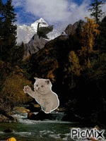 la montagne la le chat chasseur est le chat coucou - GIF animé gratuit