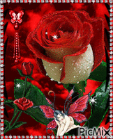 Red and white rose. анимированный гифка