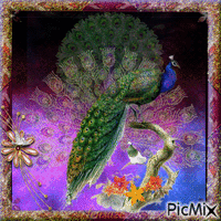 Peacock on show Animated GIF