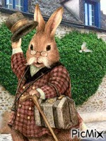 Señor conejo animált GIF