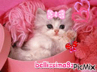 chat trop mignon - GIF animado gratis