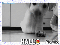HALLO - GIF animasi gratis