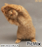 CAT DEPORTISTA - Free animated GIF