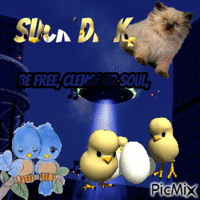 cats in space fun chicken egg where is the egg - Free animated GIF