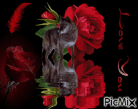 La rose du loup! - GIF animado gratis