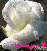 Rose of love - Безплатен анимиран GIF