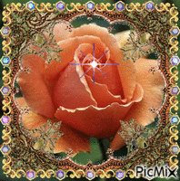 rosa coral анимиран GIF