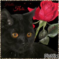 I LOVE BLACK CATS - Бесплатный анимированный гифка