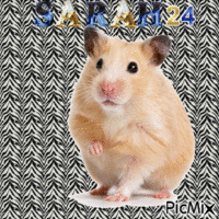 Hamster mignon - GIF animado gratis
