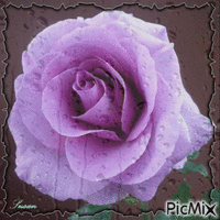 Rosa lila - Безплатен анимиран GIF