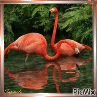 Flamingos rosa - GIF เคลื่อนไหวฟรี